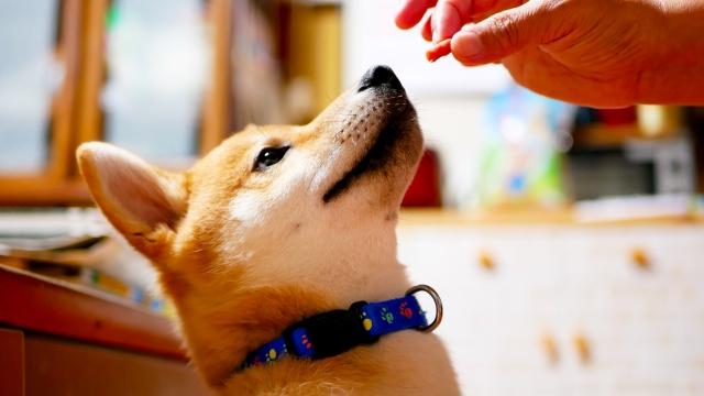 ジャーキーを「待て」中の柴犬